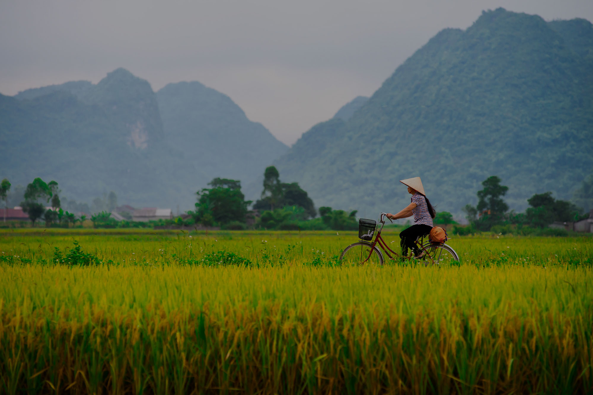 Vietnamese Woman Riding Bike In Countryside